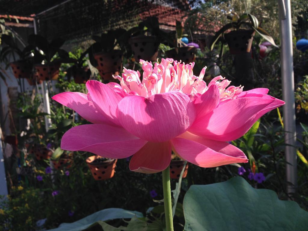 Charming Homestay Hoi An Exterior photo