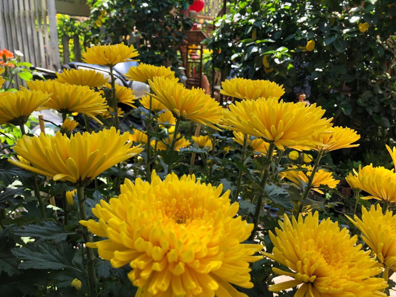 Charming Homestay Hoi An Exterior photo